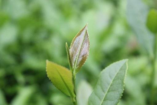 Les thés Verts, Blancs, Jaunes et Bleus Nature hors Japon chez Luciole